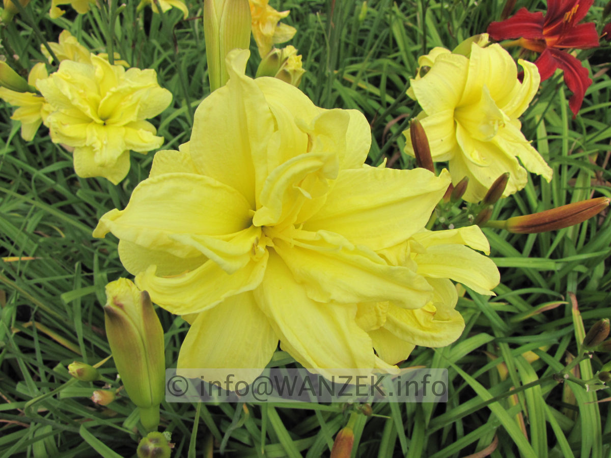Hemerocallis Double River Wye 2.JPG